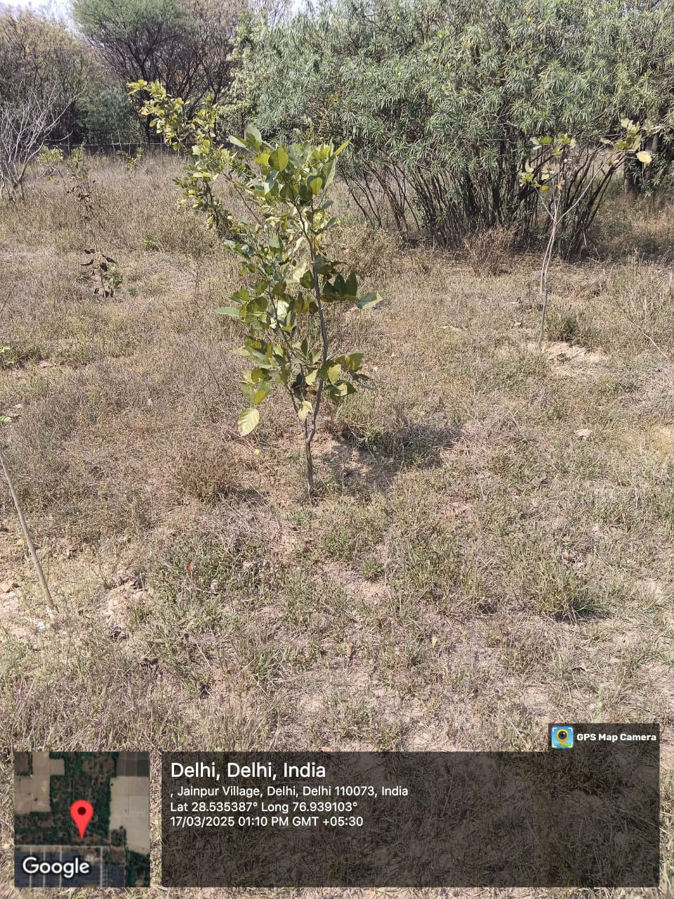 Assisted Natural Regeneration Artificial Regeneration